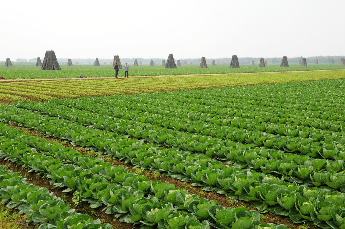 郑州市农业产业化经营重点龙头企业运行监测申报书