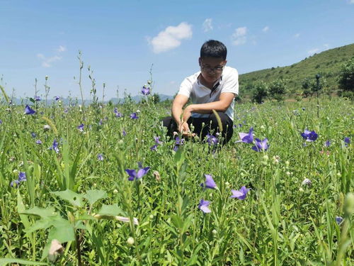 榆黄菇 藜麦 紫苏 农业扶贫新作物,丰富您的视觉和味蕾